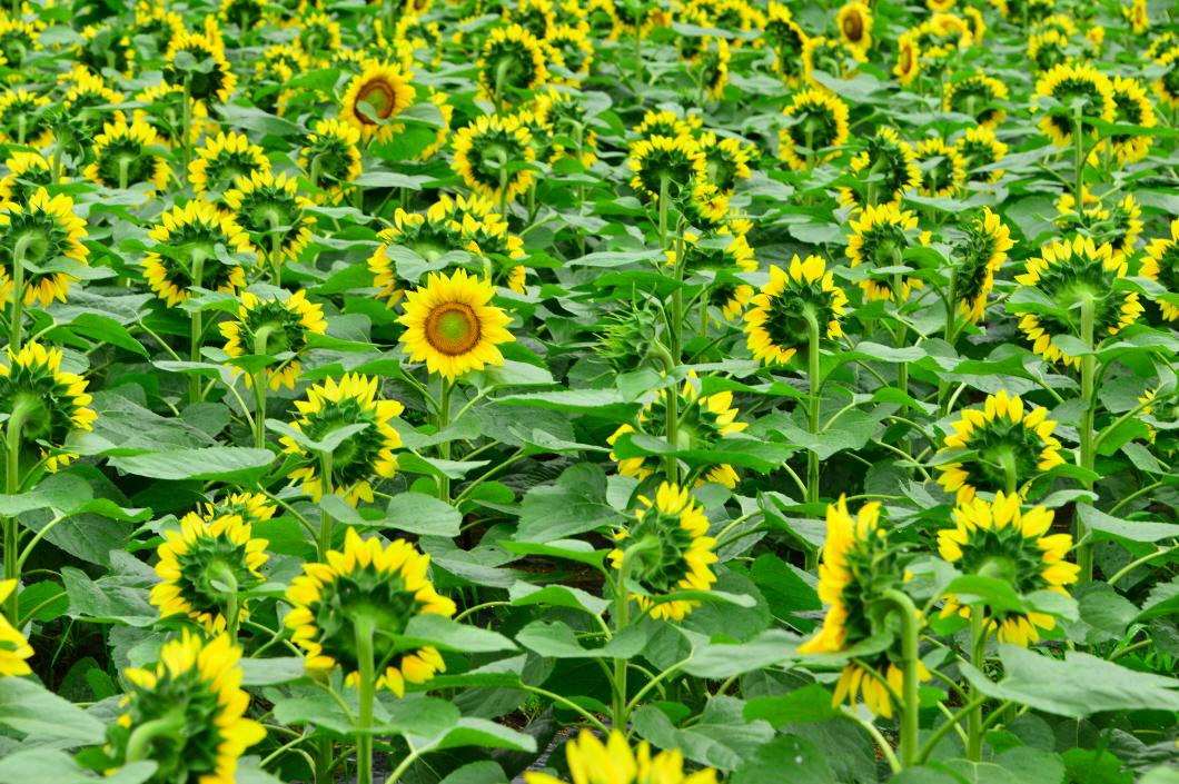 BandPhoto_5052311501.jpg : 해바라기. 양평