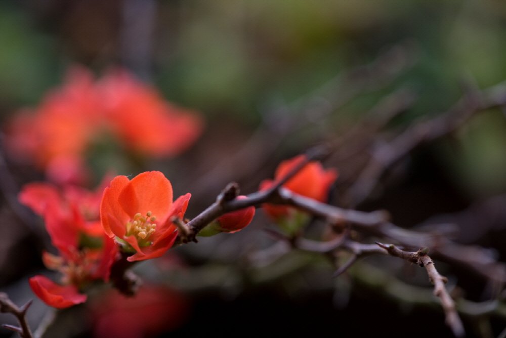 [크기변환][크기변환]DSC_2735.jpg : 산당화 ( 명자나무 )