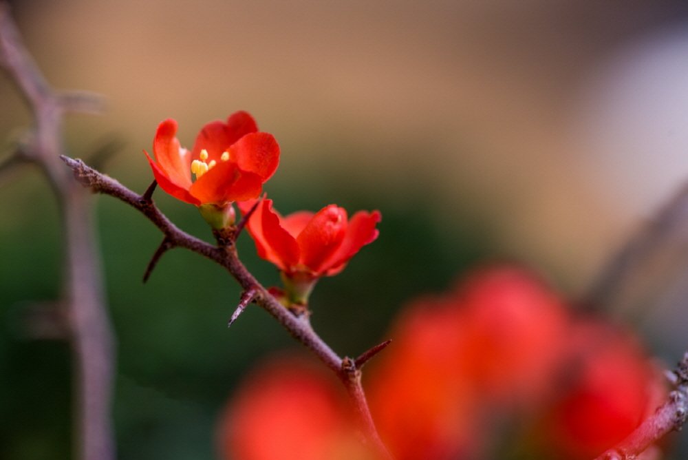 [크기변환][크기변환]DSC_2803.jpg : 산당화 ( 명자나무 )