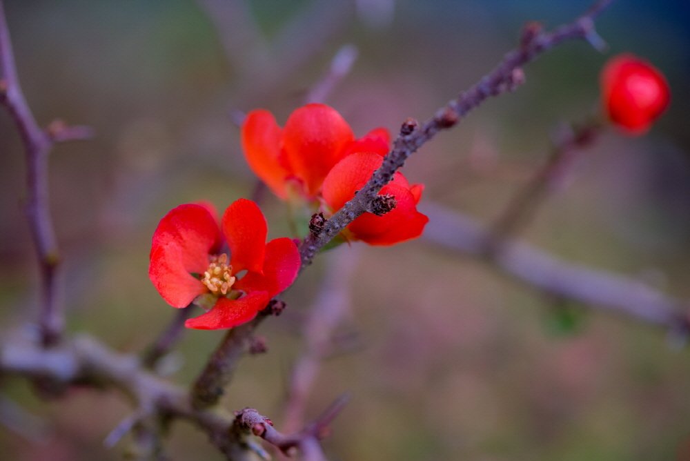 [크기변환][크기변환]DSC_2752.jpg : 산당화 ( 명자나무 )