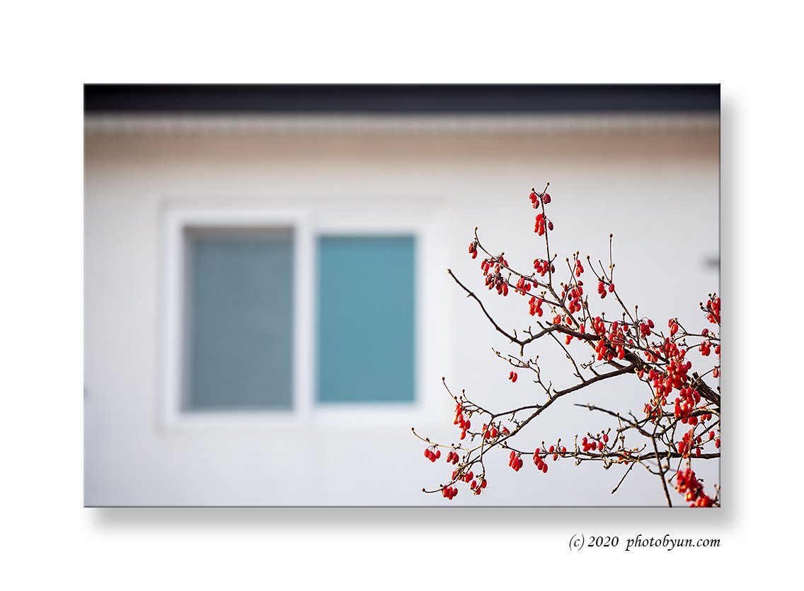 0P3A8531-편집.jpg : 산수유