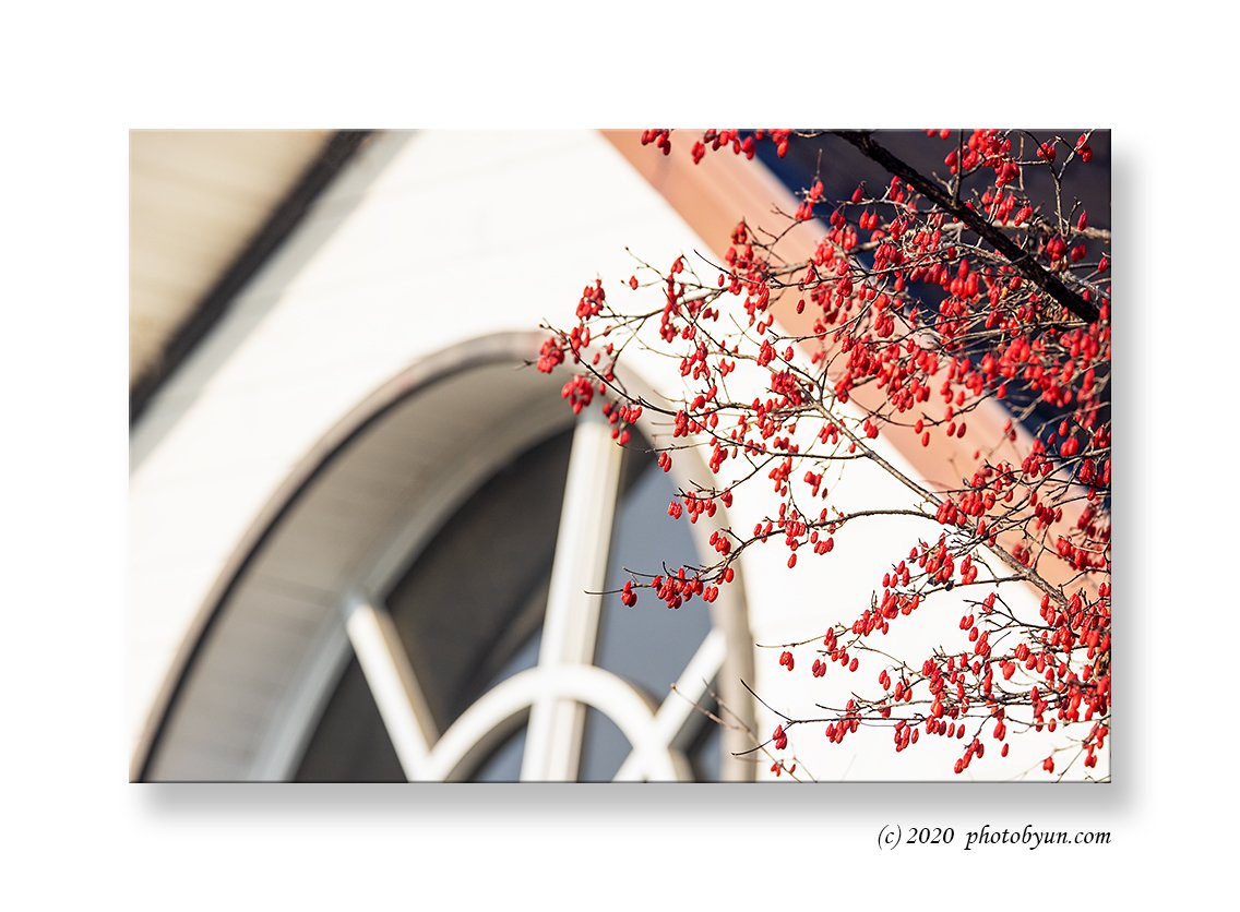 0P3A8630-편집.jpg : 산수유