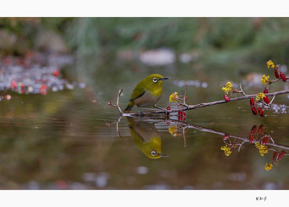 575a8855m1.jpg : 동박새 575a8855m1.jpg : 동박새