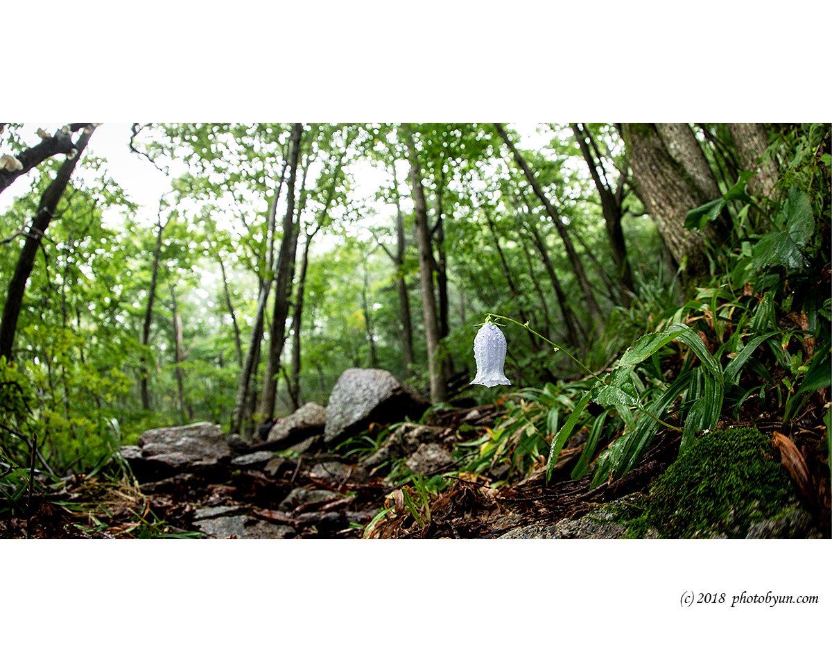 649A8836-편집1.jpg : 금강초롱