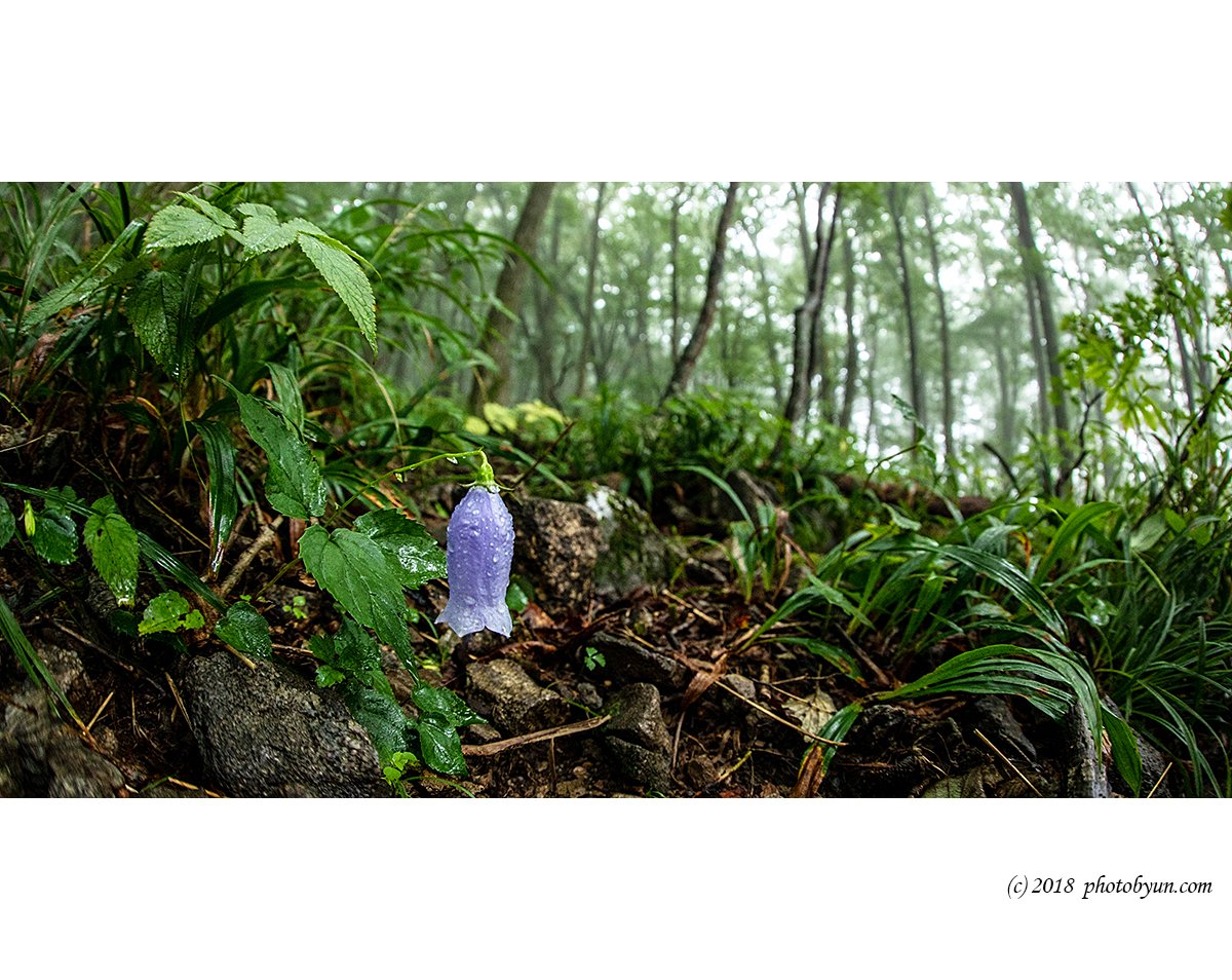 649A8838-편집.jpg : 금강초롱