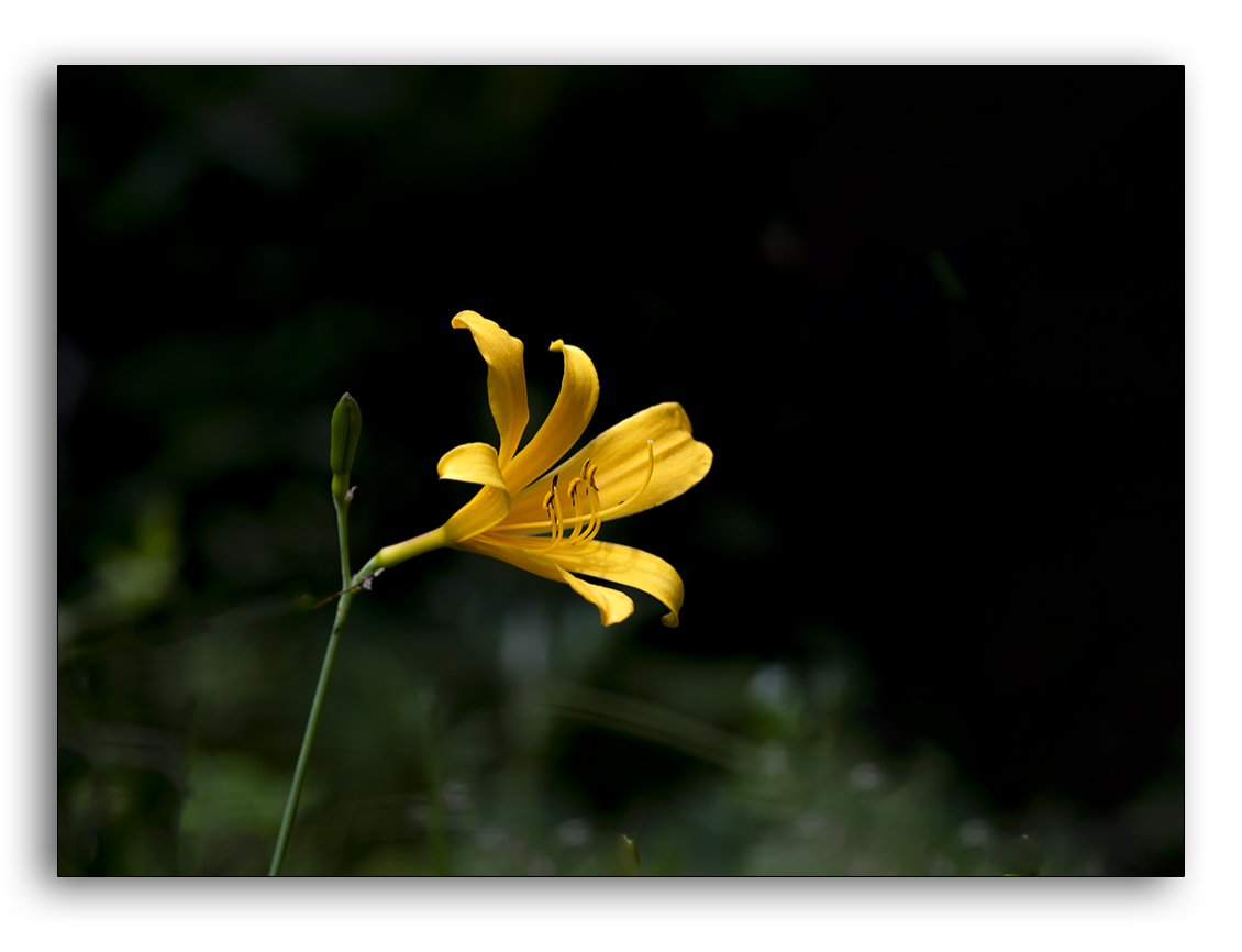 LMJ_3104 @.jpg : 원추리