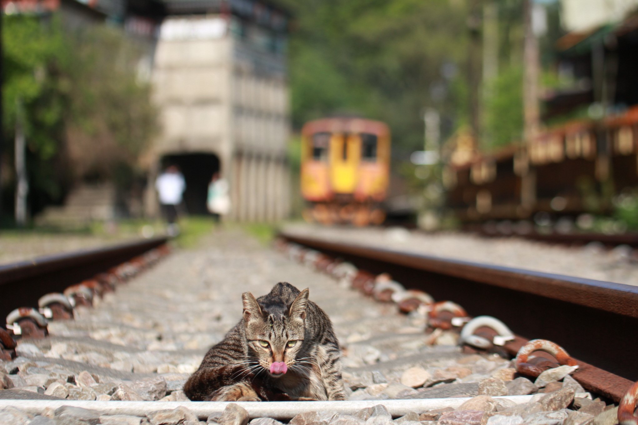 고양이-입맛.JPG : 철길 위의 양냥이...