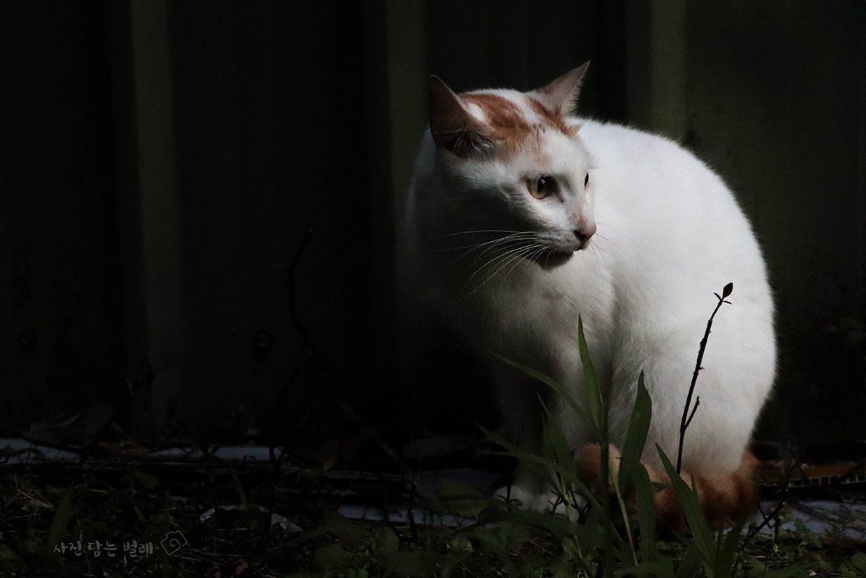 IMG_0348 resize.jpg : 길에서 만난 아이..