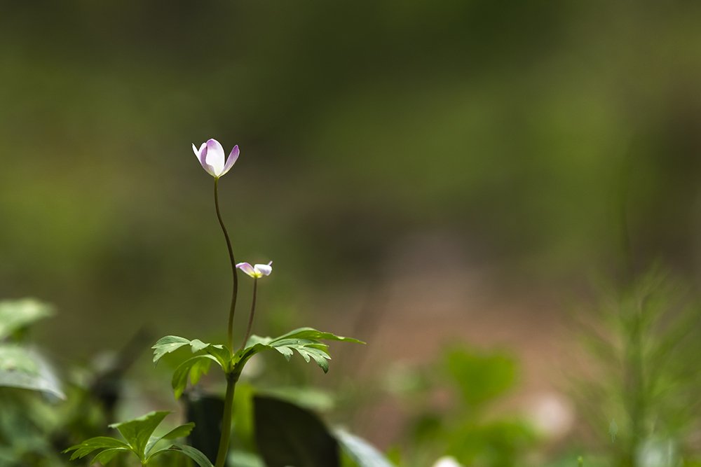 _LMJ2656.jpg : 남바람꽃