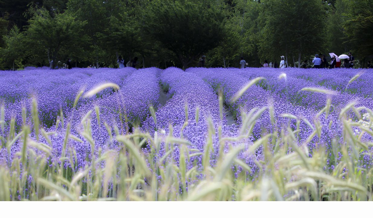 1.jpg : 보라빛에 취하다