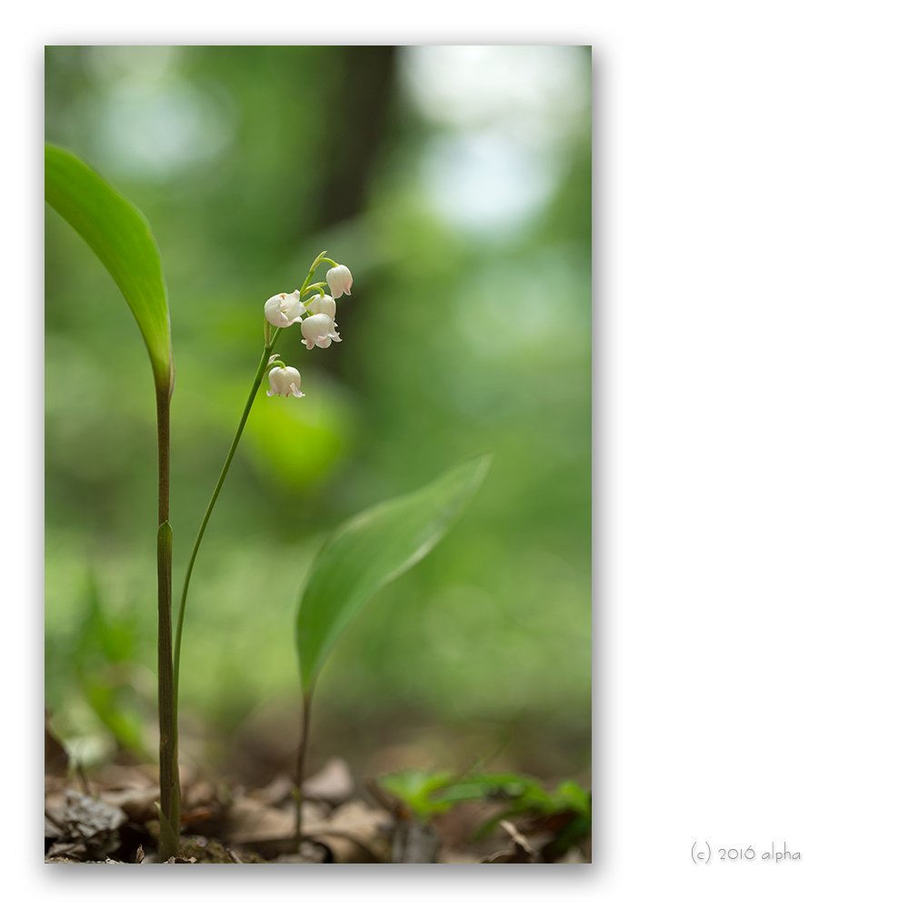 KWON5732.jpg : 분홍은방울.