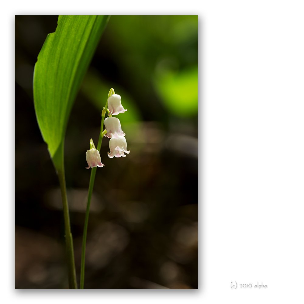 KWON5404.jpg : 분홍은방울.