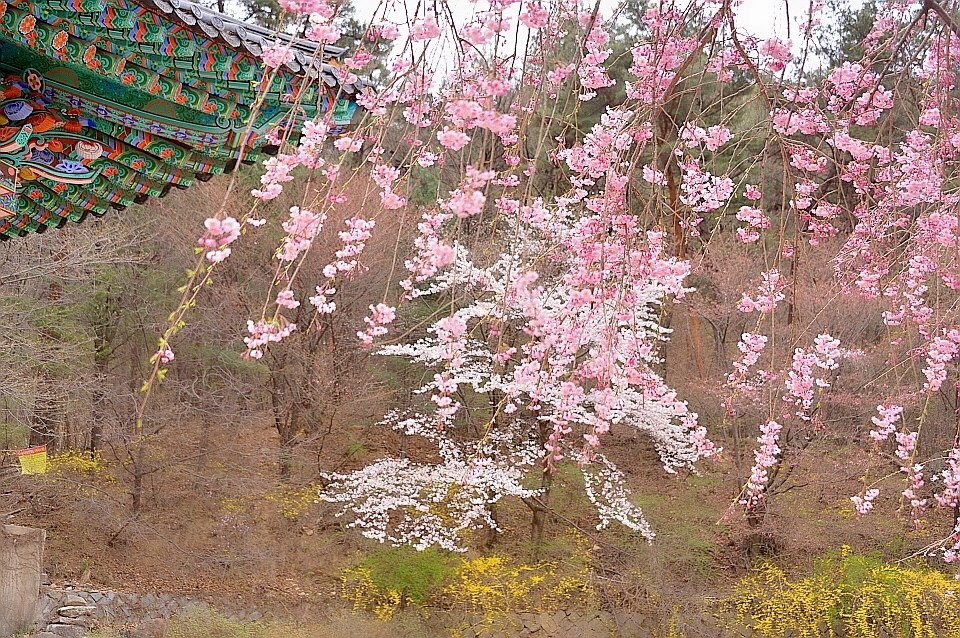 BeautyPlus_20210403153147316_save.jpg : 벚꽃