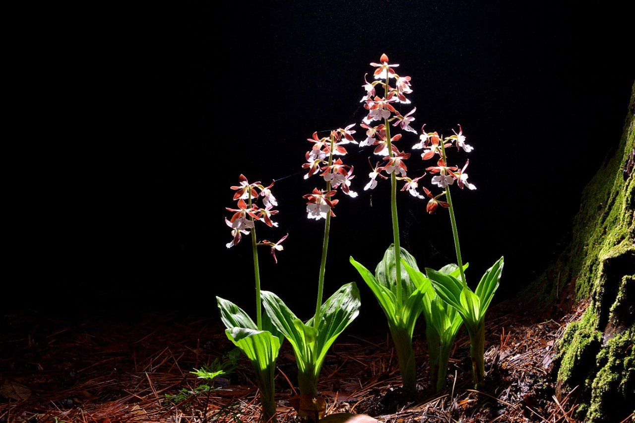 BandPhoto_19741755968.jpg : 새우난초.금난초