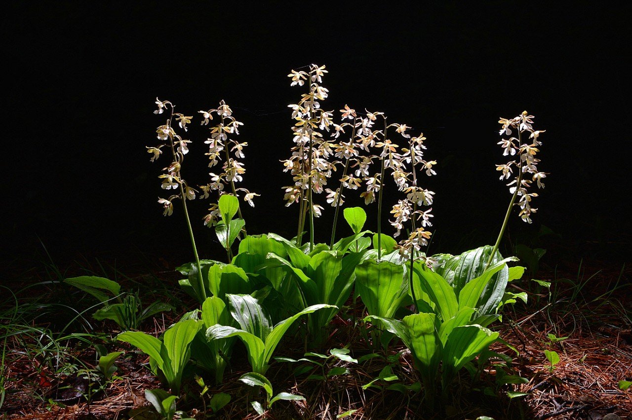 BandPhoto_19741755937.jpg : 새우난초.금난초