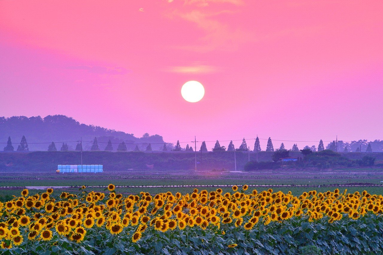 BandPhoto_14190714542.jpg : 김제 해바라기