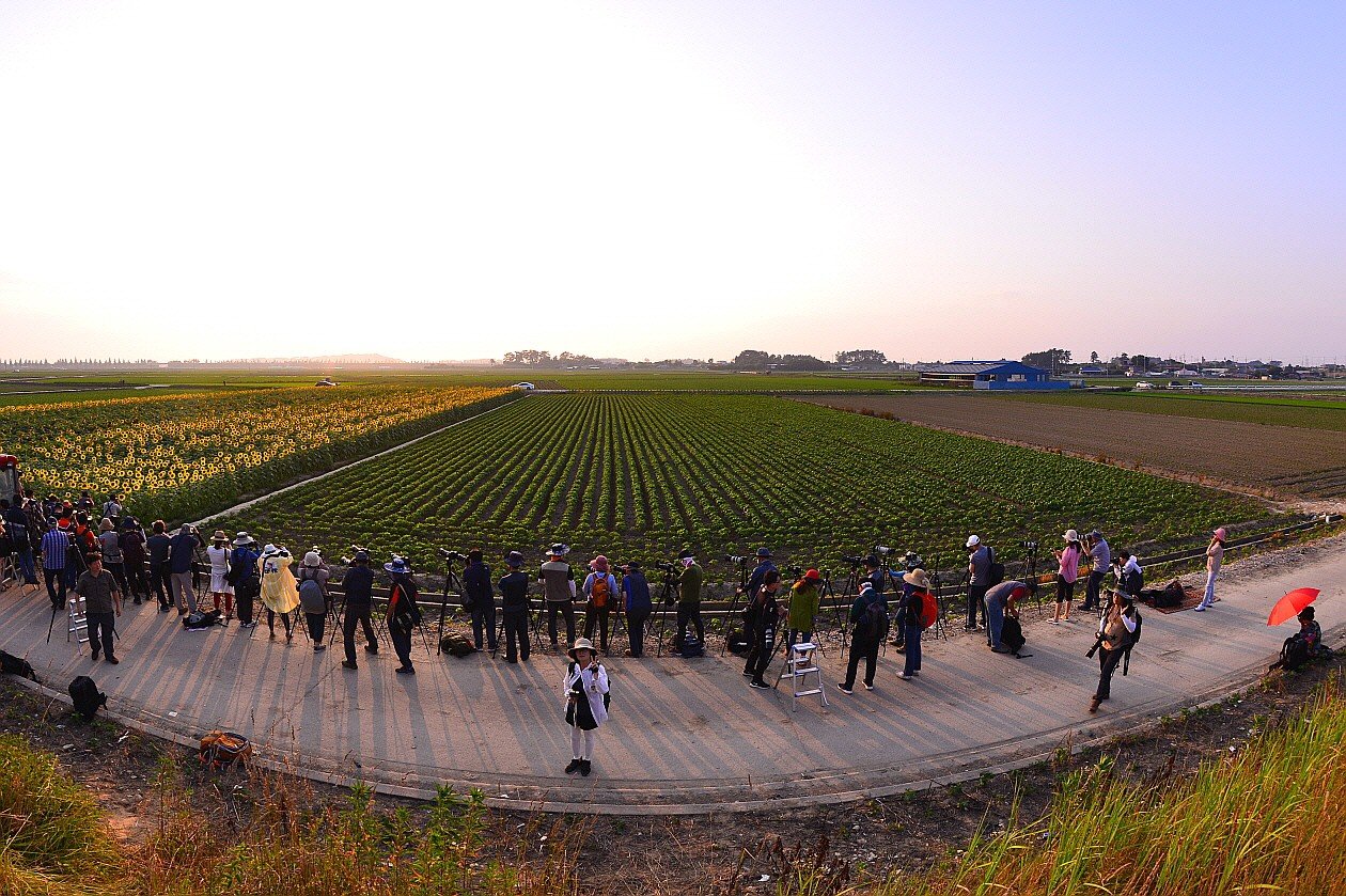 BandPhoto_14190714549.jpg : 김제 해바라기