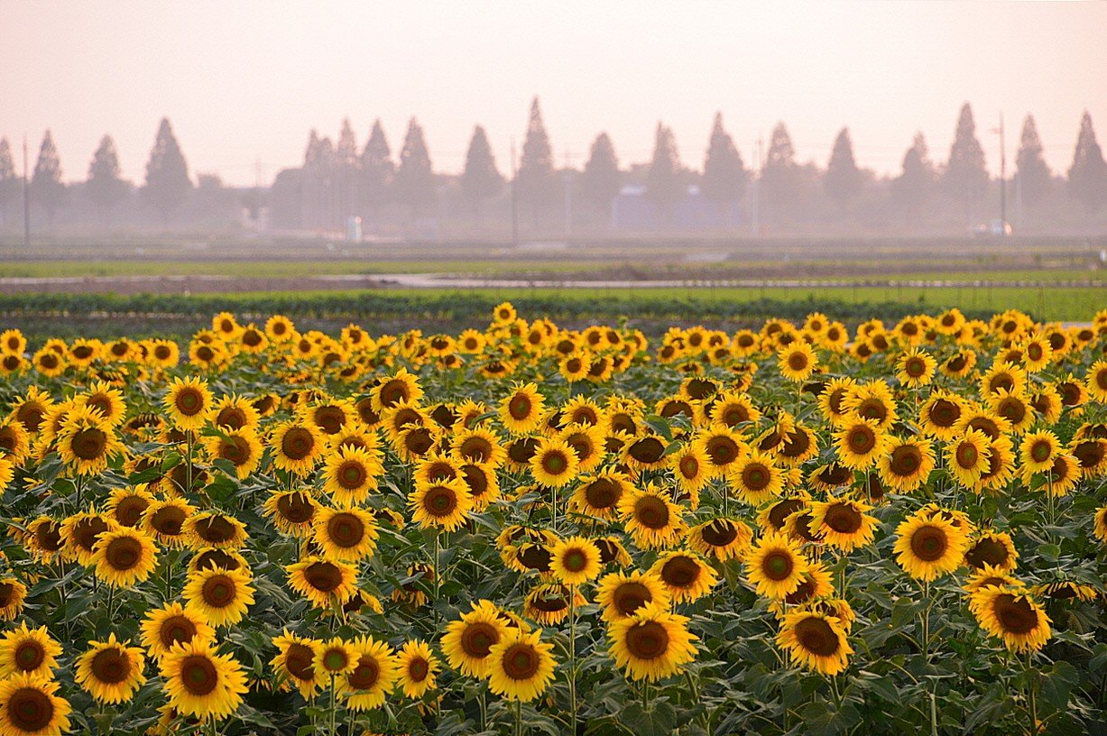 BandPhoto_14190714536.jpg : 김제 해바라기