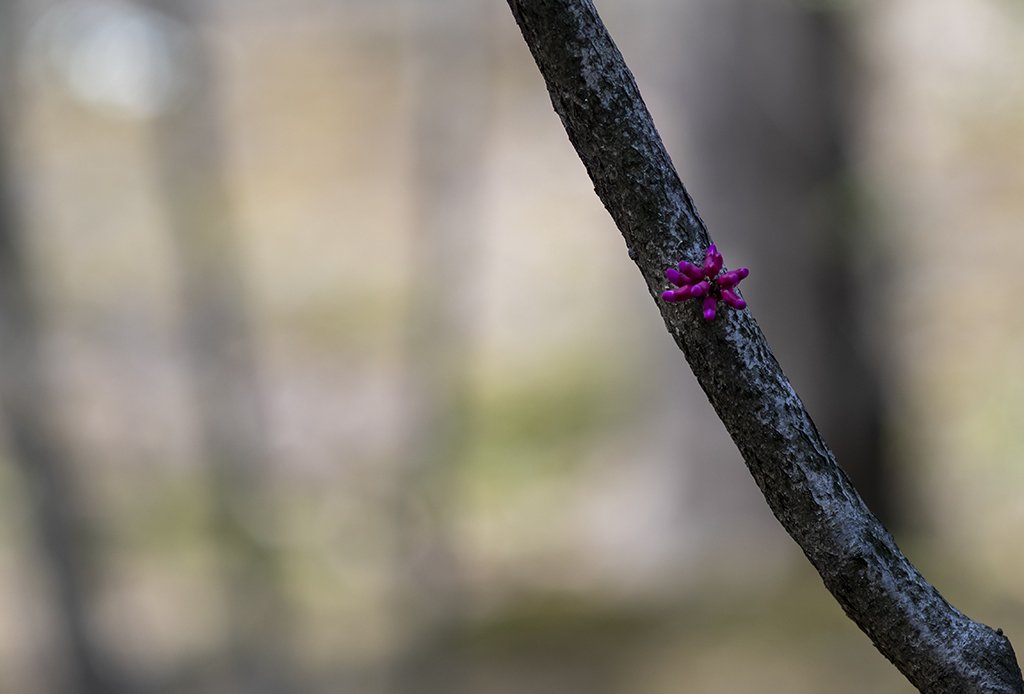 DSC_0757.jpg : 박태기나무