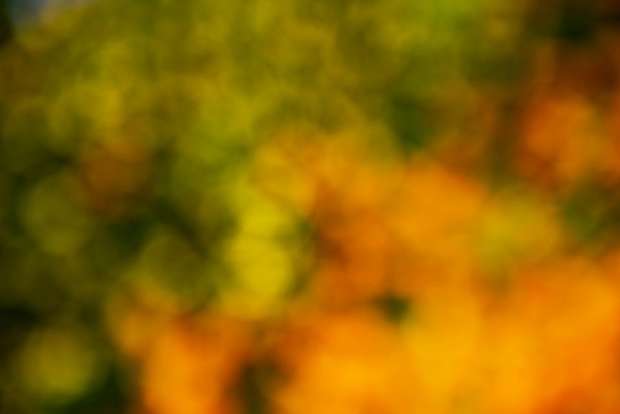 KBL_2264a_20250503_145152_366.jpg : 장미꽃