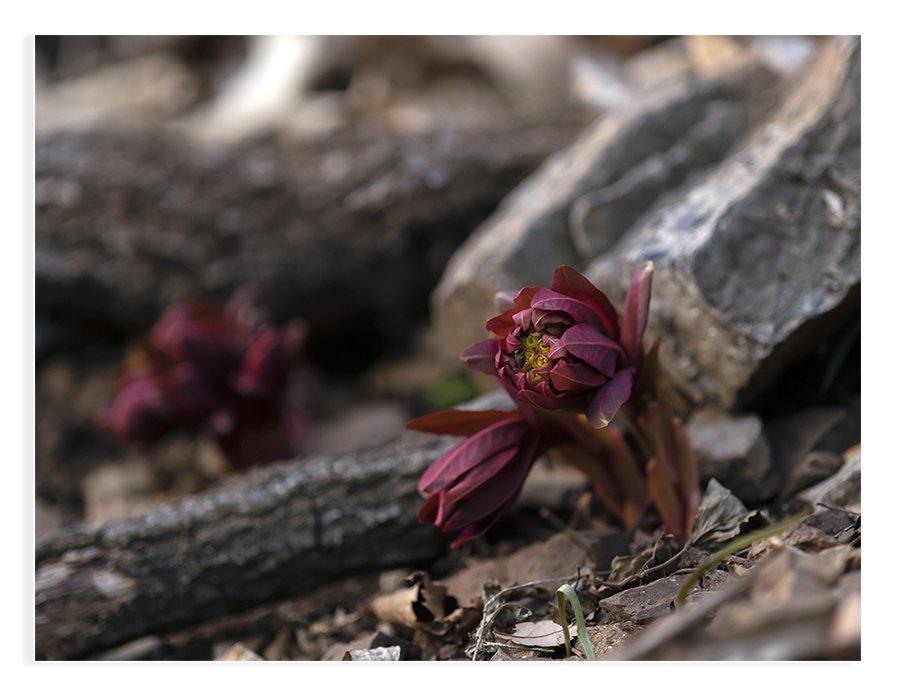 DSC_0406 복사.jpg : 붉은 대극