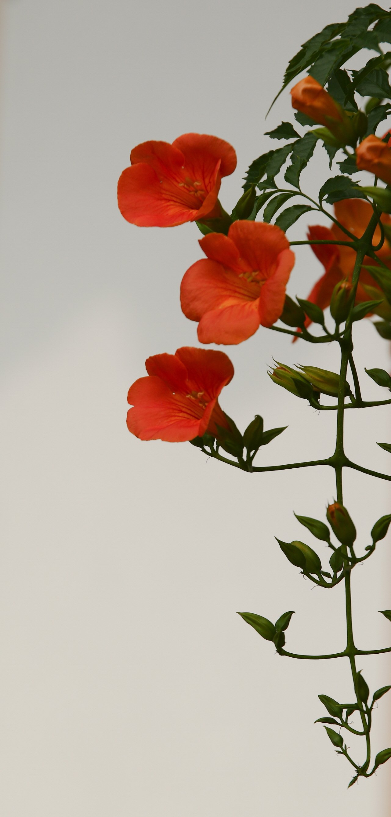 능소화0T6A4349-2.jpg : 봉녕사의 능소화