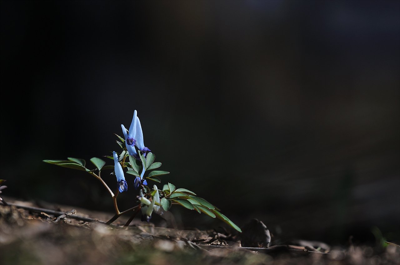 _DSC3098_00001.jpg : 현호색