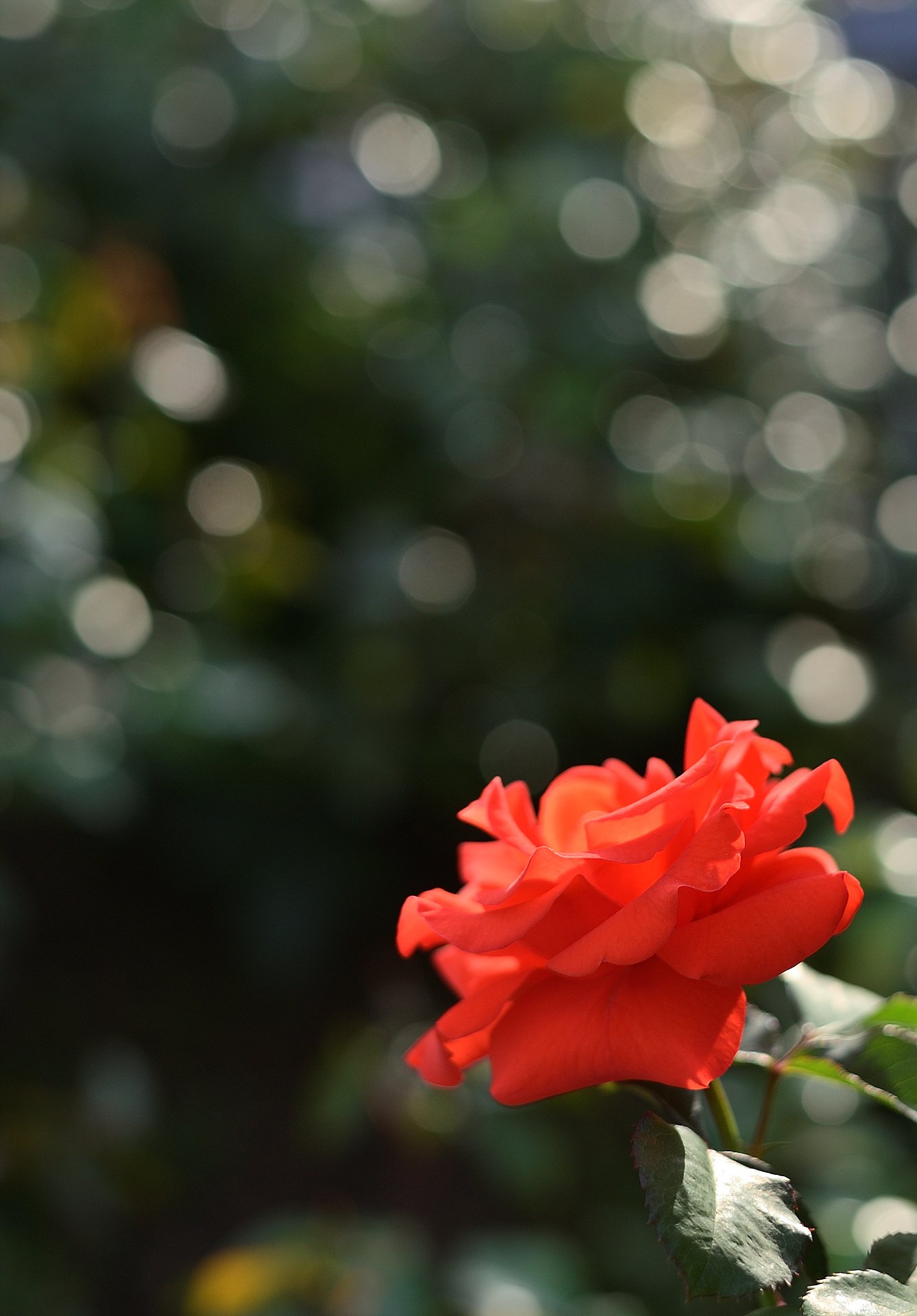 _DSC7513_01.jpg : 붉은 장미의 유혹