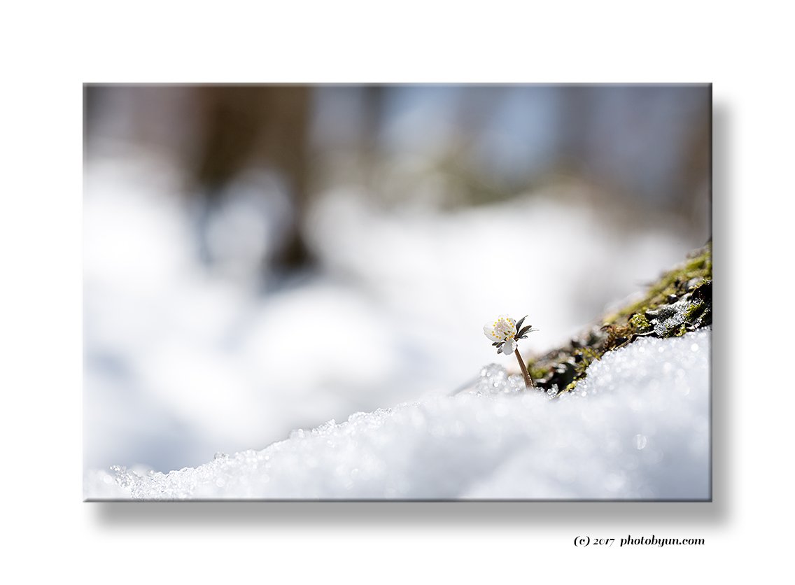 Q23C4688.jpg : 설중 너도바람꽃