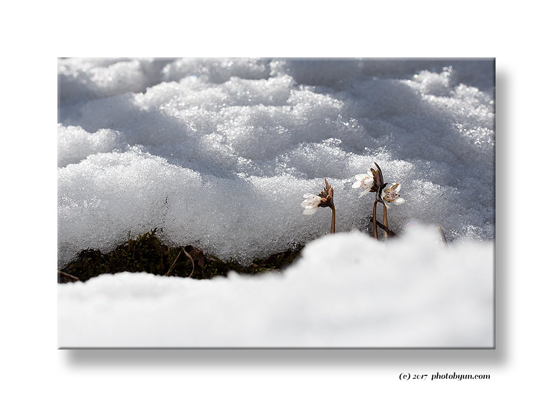 Q23C4482.jpg : 설중 너도바람꽃