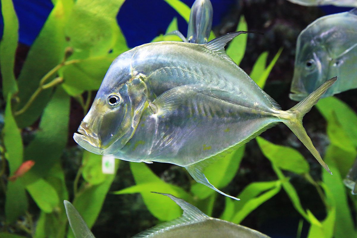 KJW_0306.jpg : Aquarium에서 KJW_0306.jpg : Aquarium에서