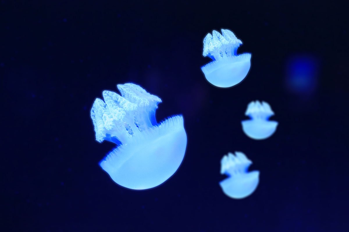 KJW_0363-2s.jpg : Aquarium에서 KJW_0363-2s.jpg : Aquarium에서