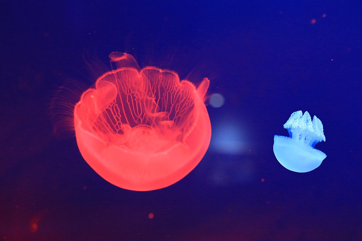 KJW_0369s.jpg : Aquarium에서 KJW_0369s.jpg : Aquarium에서