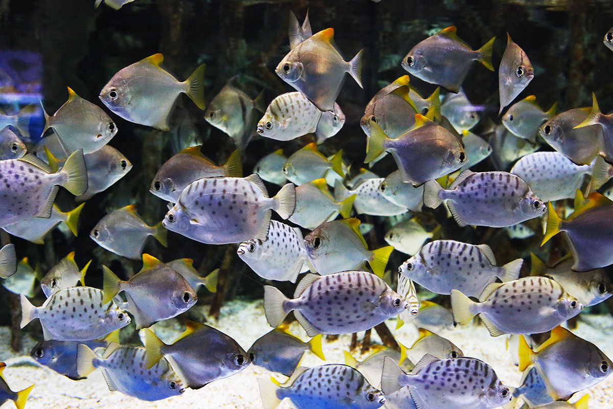 KJW_0287.jpg : Aquarium에서 KJW_0287.jpg : Aquarium에서