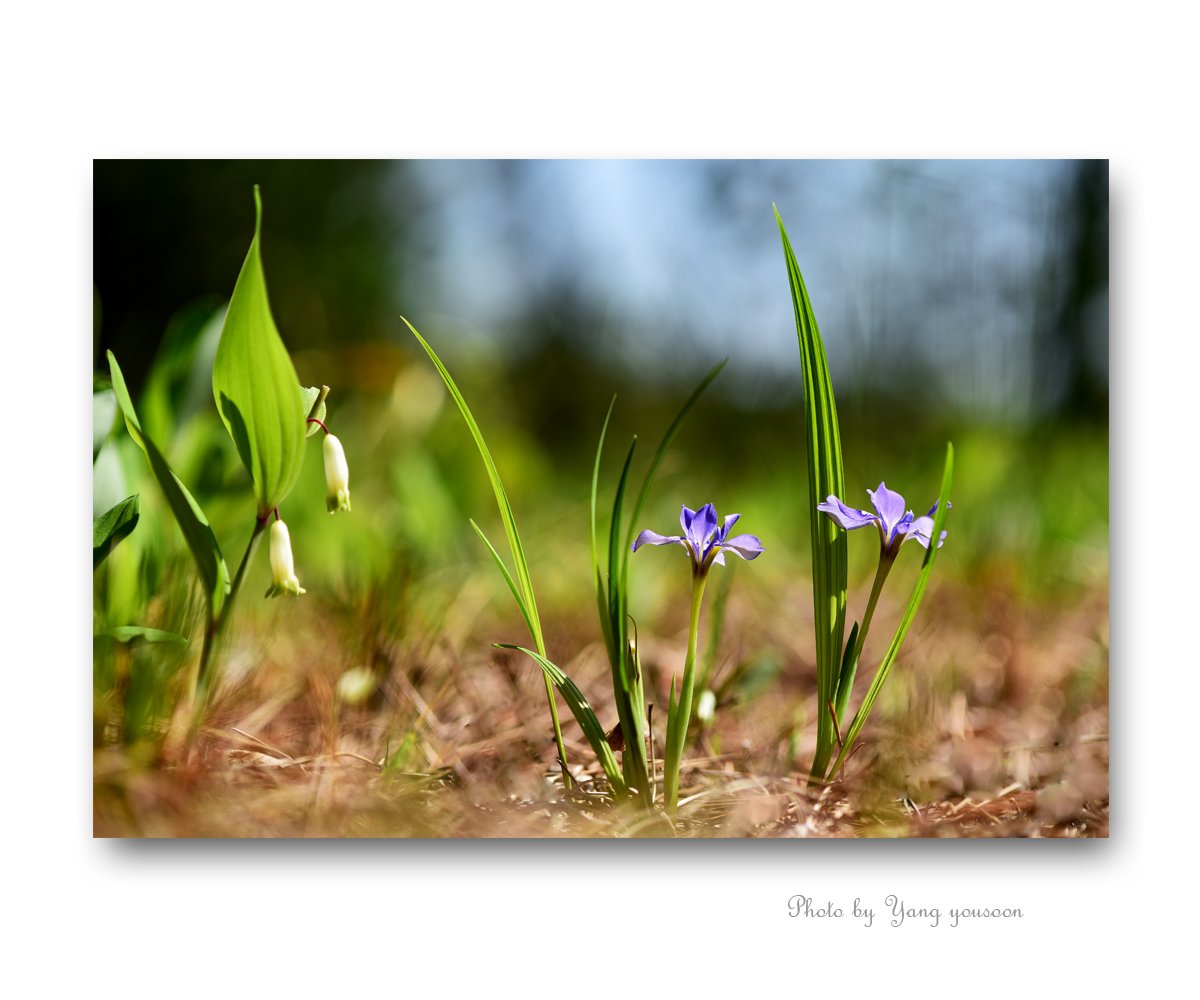 20160429 안면도 붓꽃1.jpg : 회장님 번개에서~~