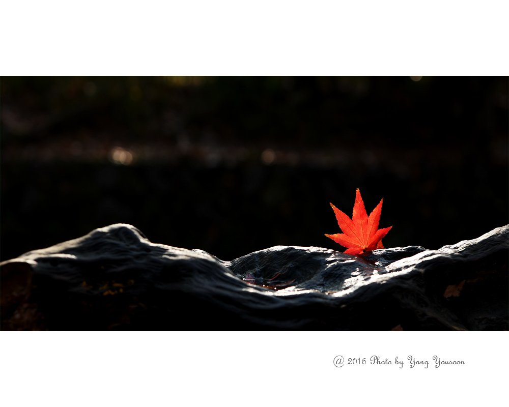 가을이여 안녕~~~.jpg : 안녕~~~~