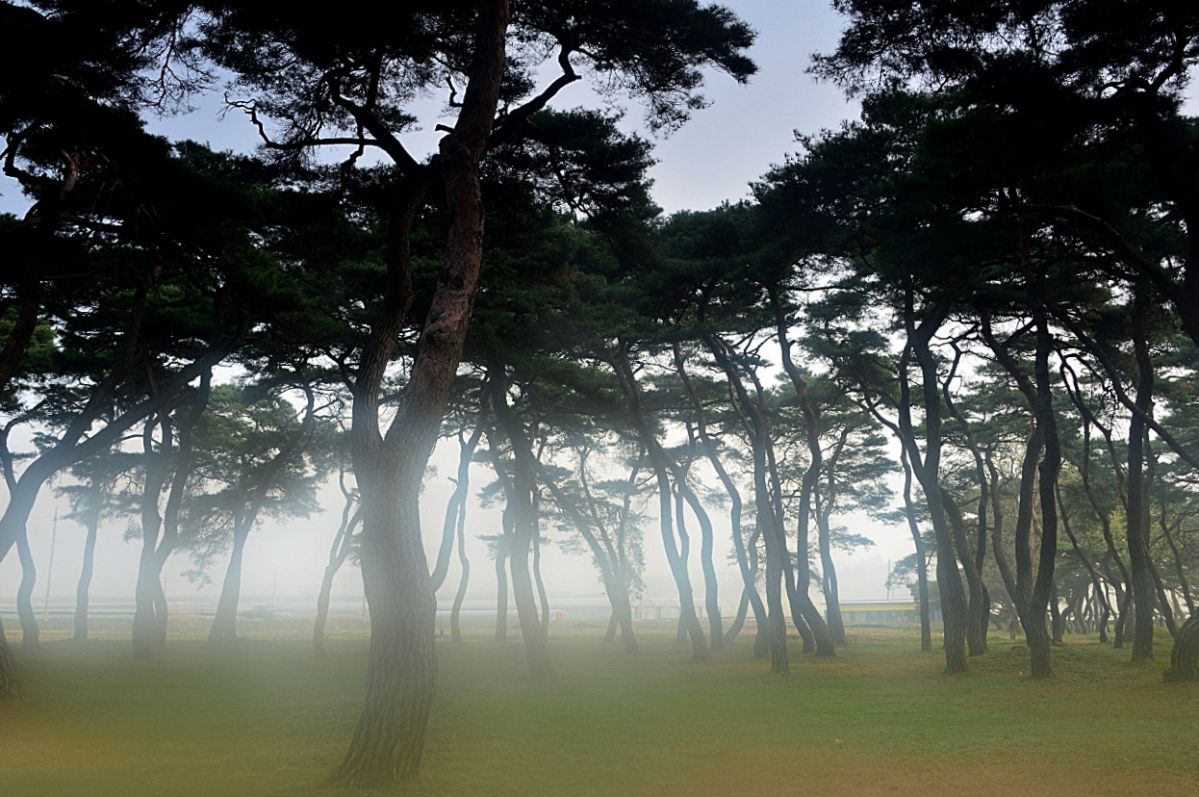 DSC_3751.JPG : 임한리 솔밭공원