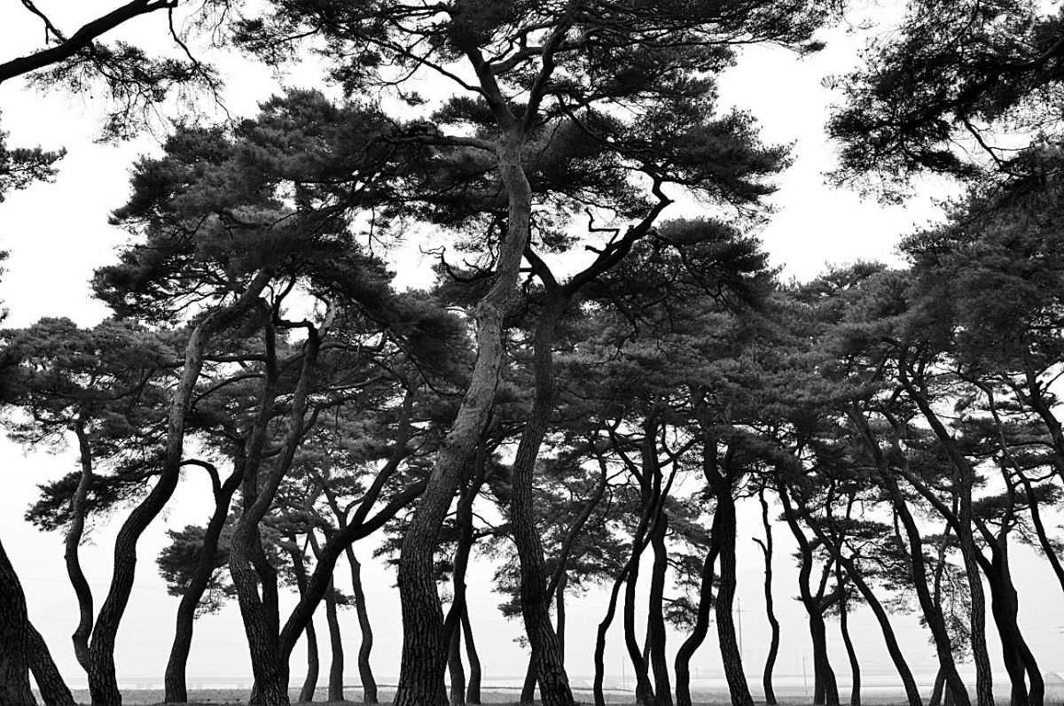 DSC_3613.JPG : 임한리 솔밭공원