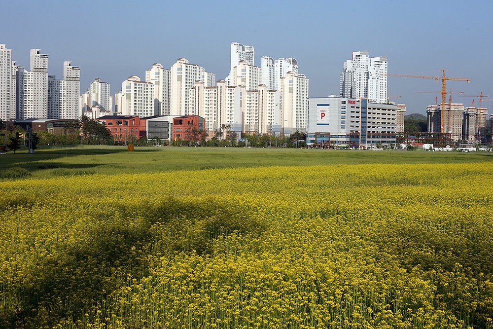 IMG_0028-.jpg : 유채와 보리