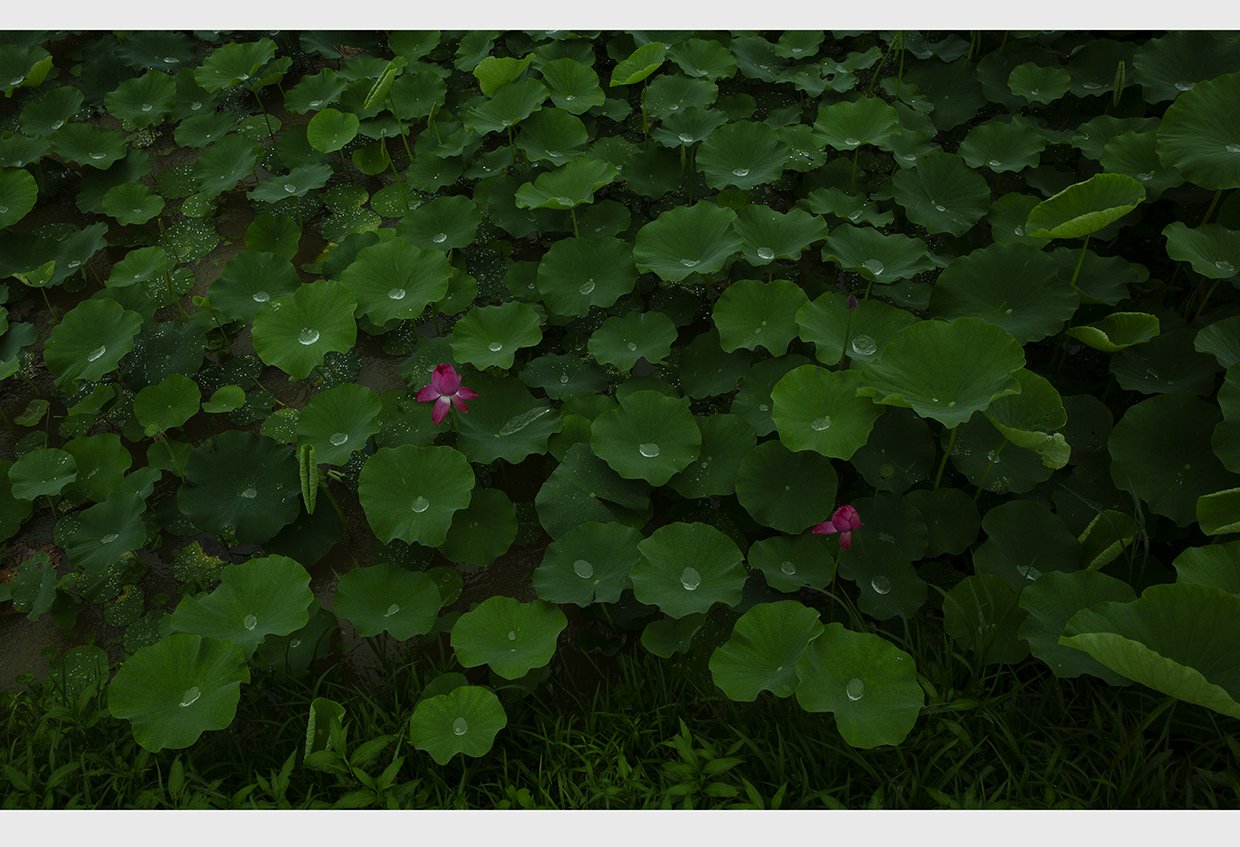 CE3A5002-1jpg resize.jpg : 장마