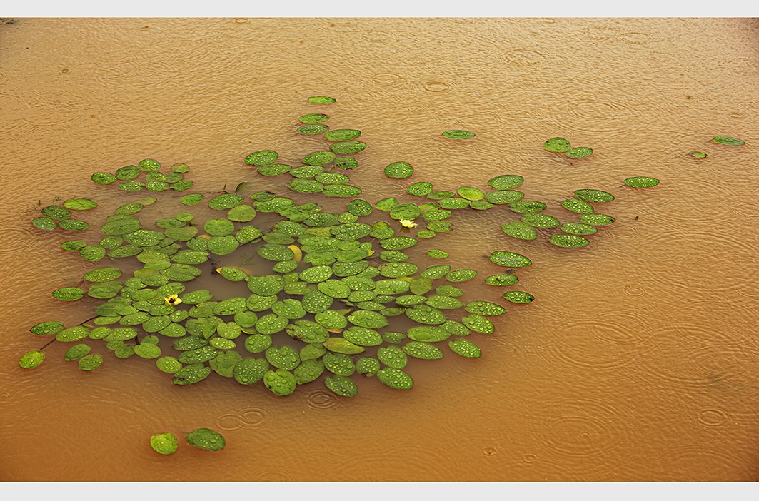 CE3A5147-1jpgresize.jpg : 장마