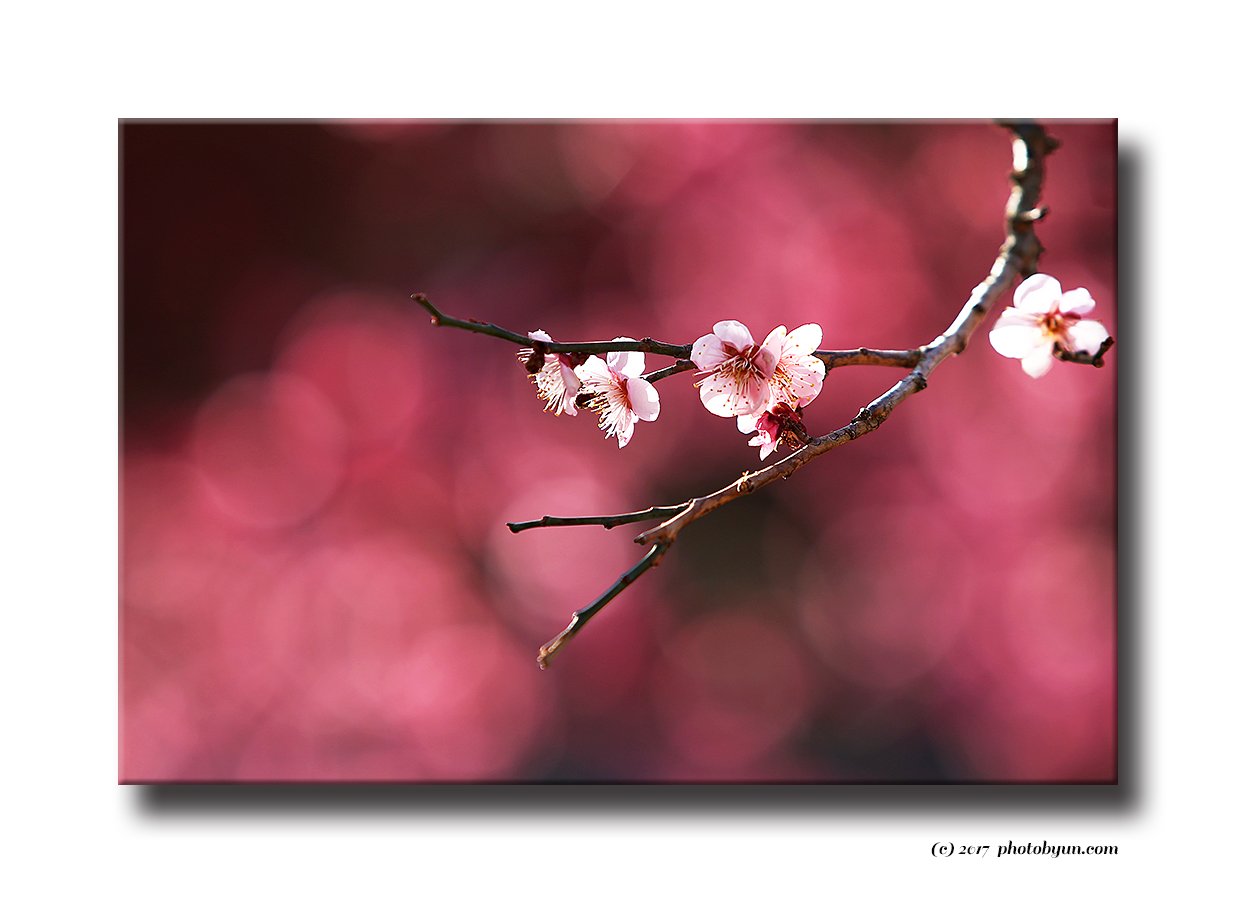 Q23C0327.jpg : 통도사의 매화