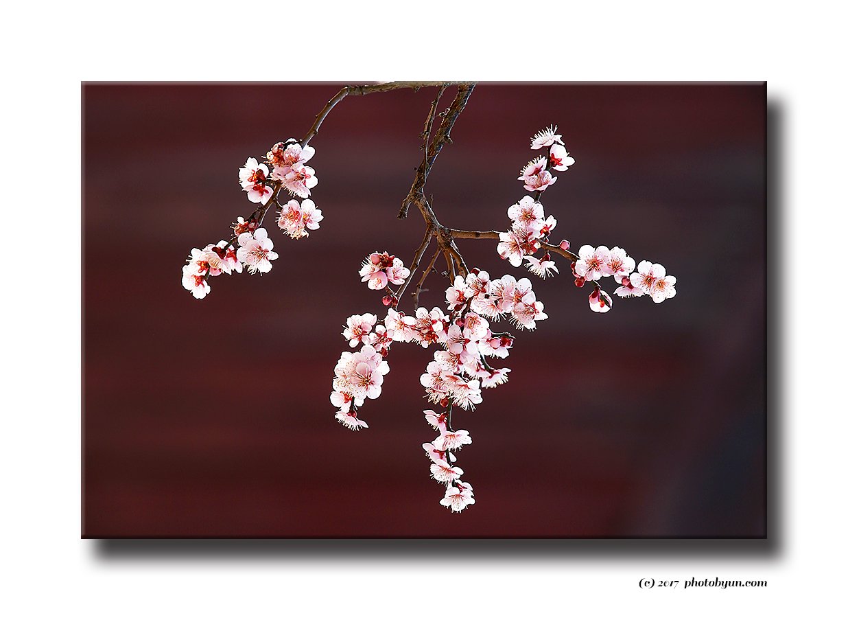 Q23C0239.jpg : 통도사의 매화