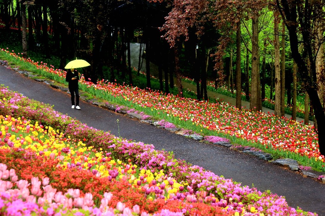 IMG_2476.JPG : 꽃길을 걸으며