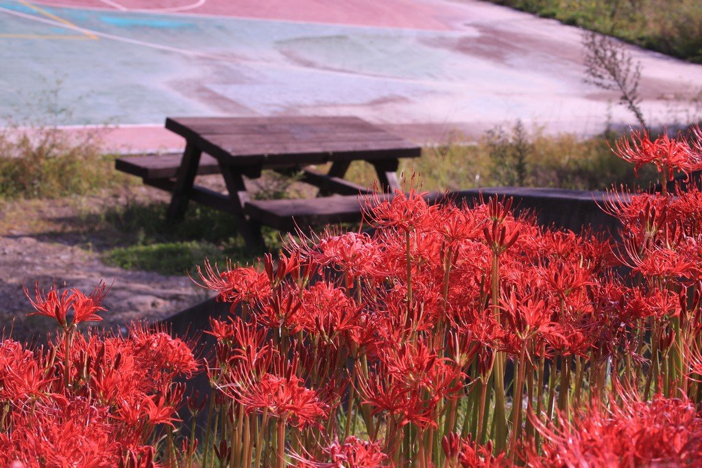 5K5A9527.JPG : 꽃 무릇