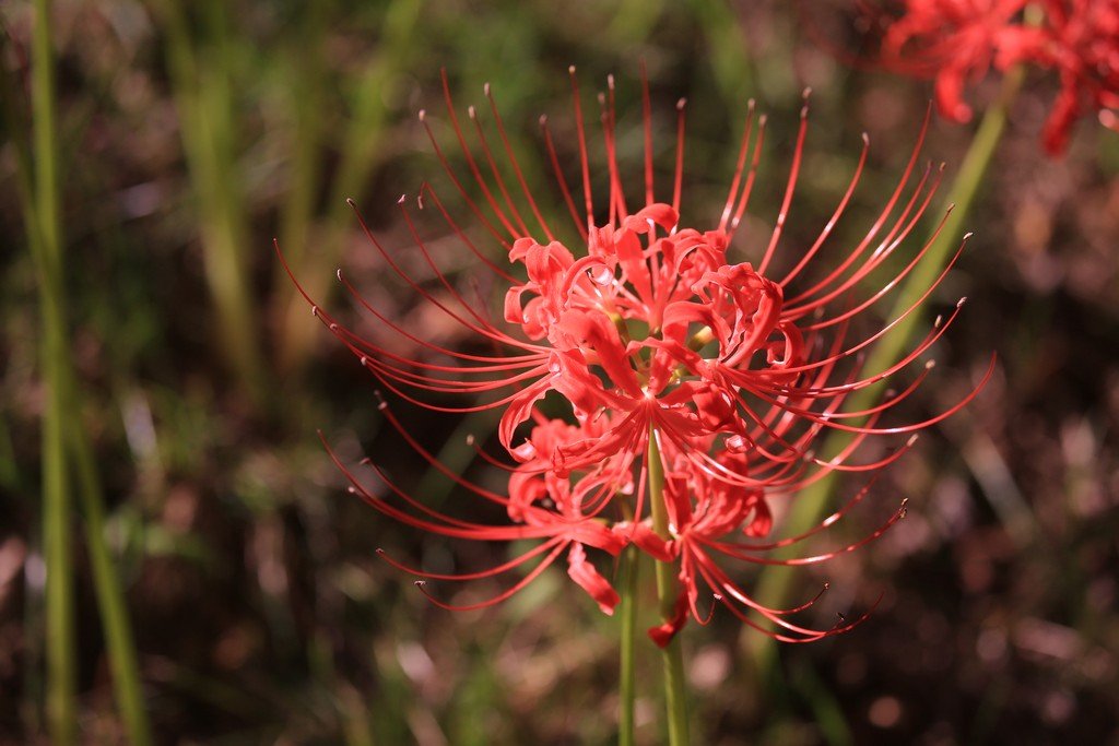 5K5A9540.JPG : 꽃 무릇