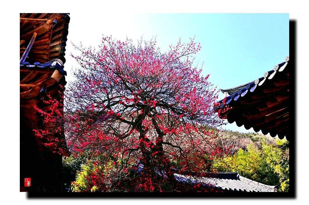 IMG_20180331_094545.jpg : 화엄사 흑매