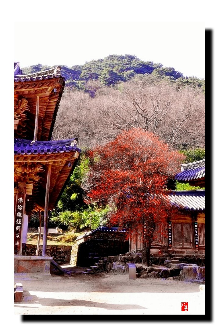 IMG_20180331_093906.jpg : 화엄사 흑매