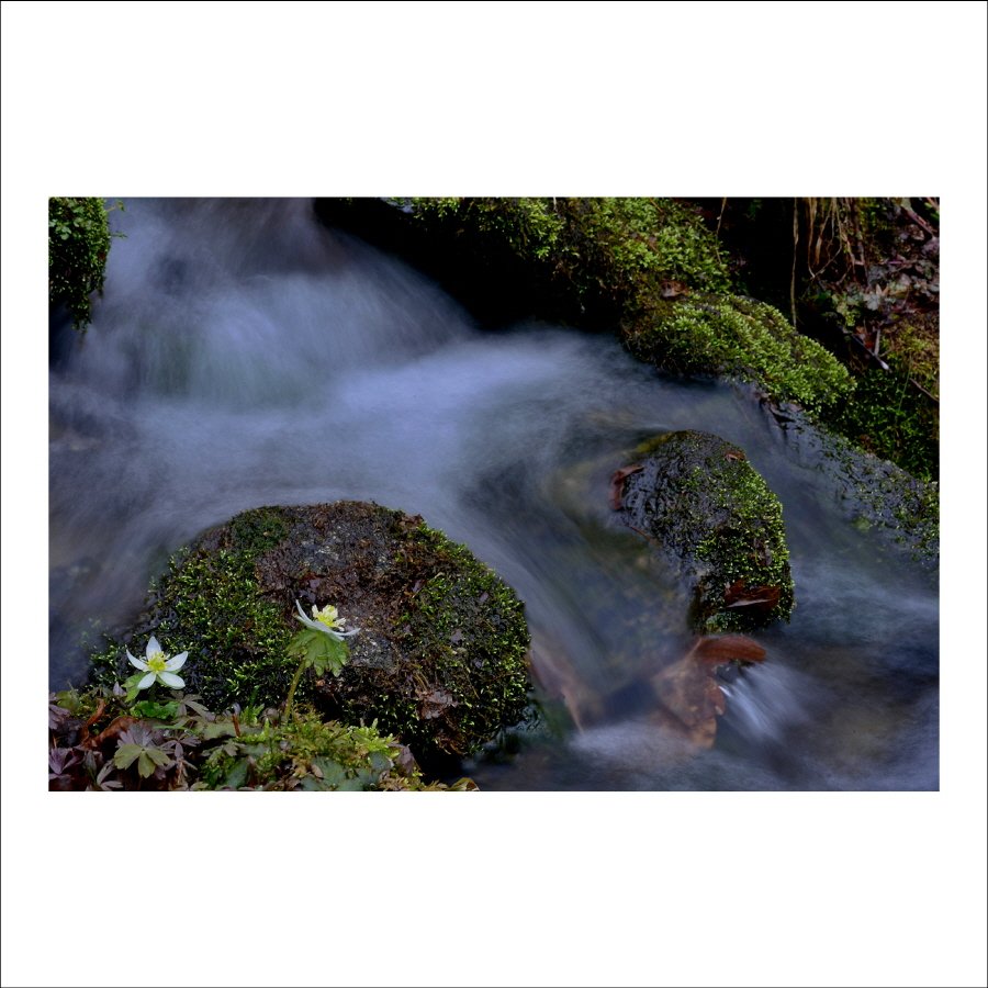 크기변환_DSC_7156.jpg : 계곡요정 (모데미풀)