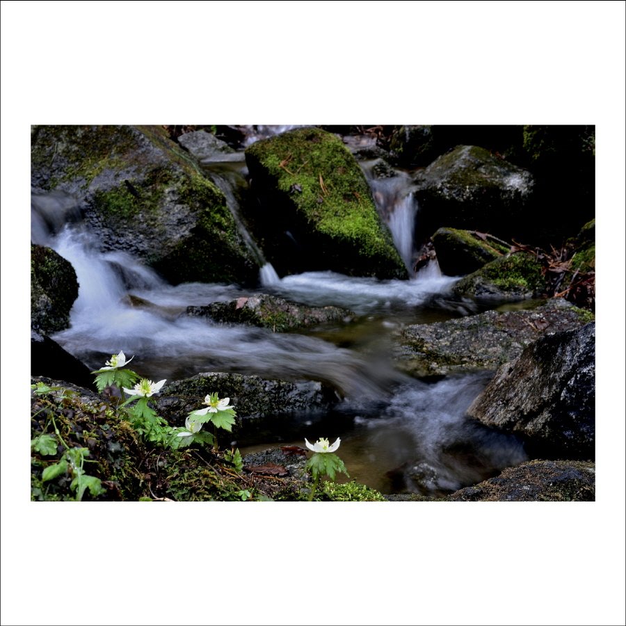 크기변환_DSC_7132.jpg : 계곡요정 (모데미풀)